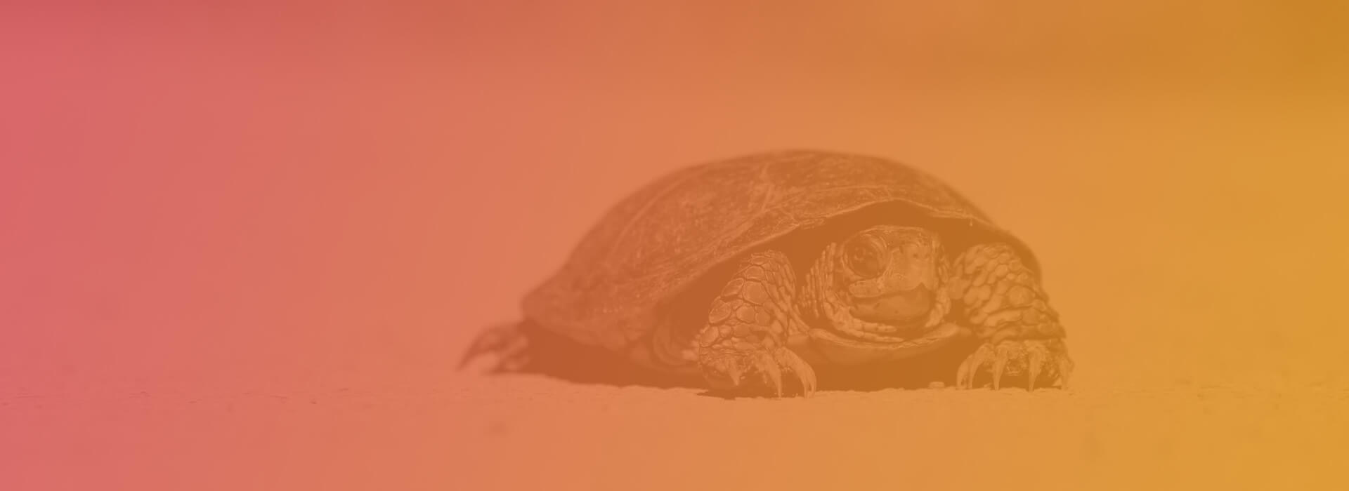 A tortoise moving slowly.