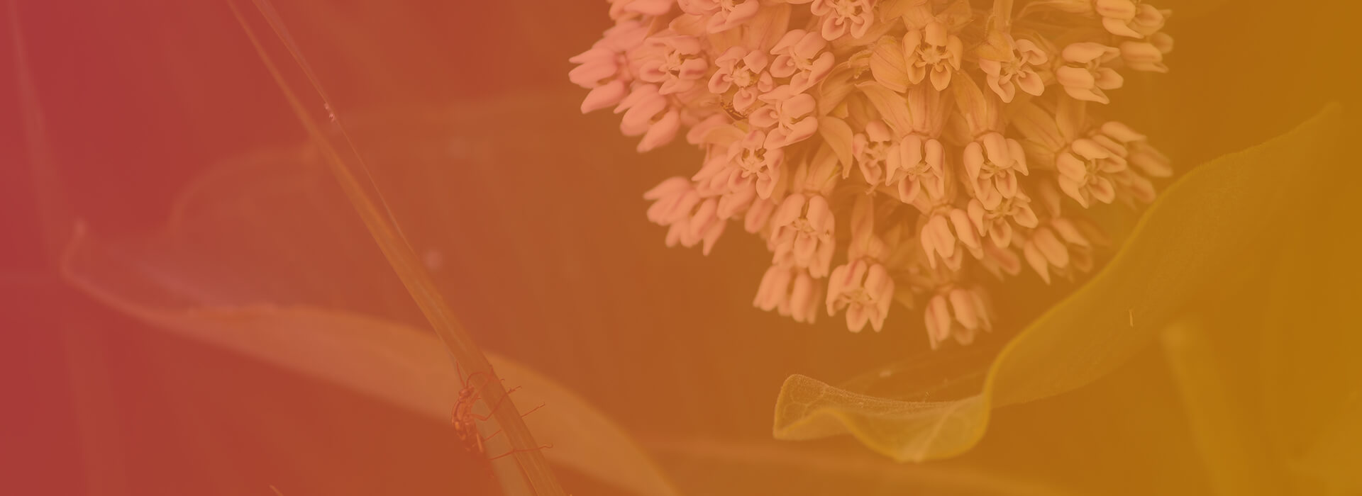 a small bug climbs up a milkweed plant
